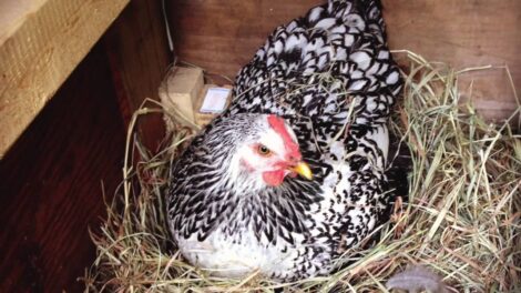 Chicken Coop Space Requirements (Video) Image